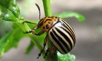 Обробка картоплі від колорадського жука