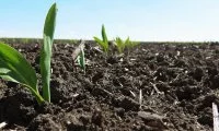 Терміни сівби кукурудзи