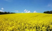 Хвороби ріпаку