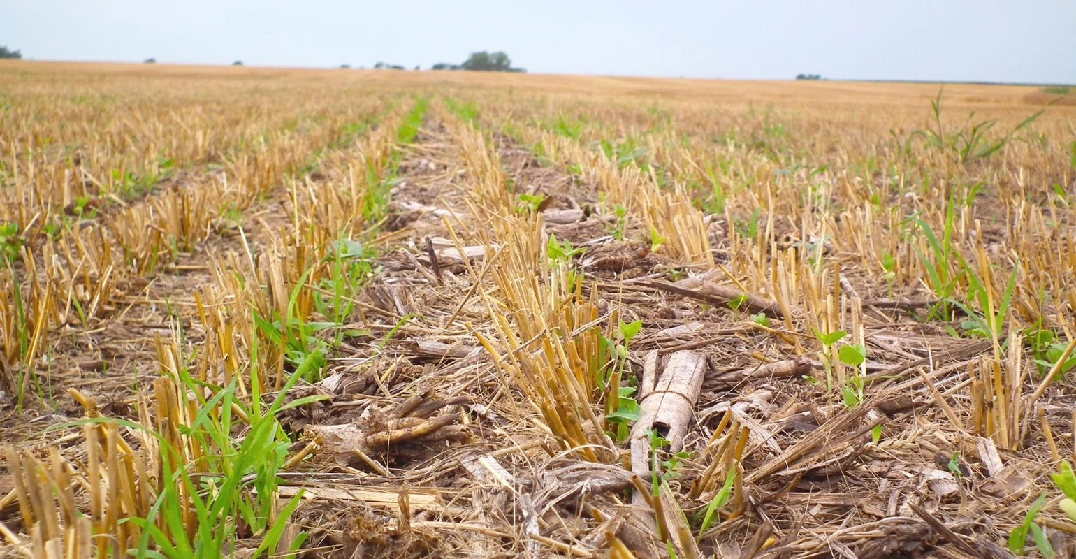 Технологія No-Till: система нульового обробітку грунту