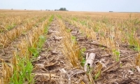Технологія No-Till: система нульового обробітку грунту