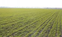 Що таке відновлення весняної вегетації (фактор ЧВВВ)