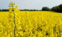 Ріпак: переваги та технологія вирощування