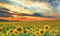 Тонкощі захисту посівів соняшнику