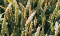 Хвороби зернових культур - рейтинг шкодочинності захворювань