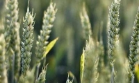 Протруювання насіння озимих зернових культур 