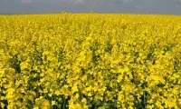 ТОП 6 фунгіцидів для захисту ріпаку від хвороб