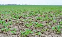 Захист ріпаку від бур'янів