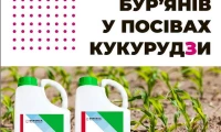 Як правильно вибрати гербіциди для захисту кукурудзи