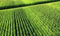 Найкращі гербіциди для кукурудзи