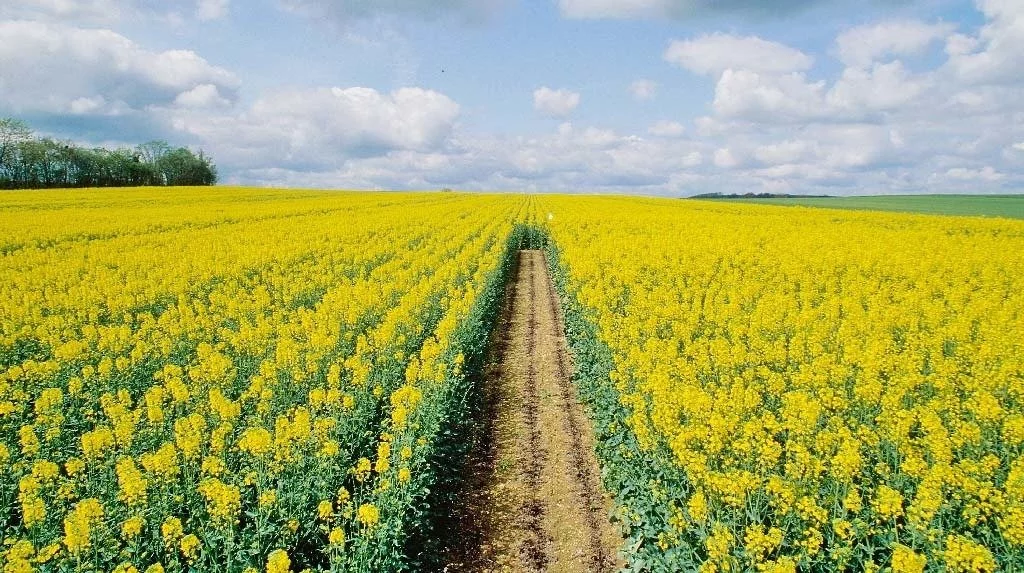 Ріпак: переваги та технологія вирощування