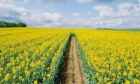 Ріпак: переваги та технологія вирощування